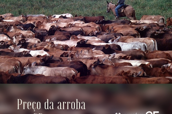 Arroba passa de R$ 150 em São Paulo