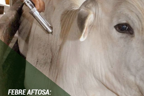 Febre aftosa: começa em novembro nova etapa de vacinação