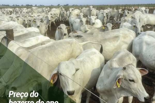 Preço do bezerro de ano subiu 6% em MT