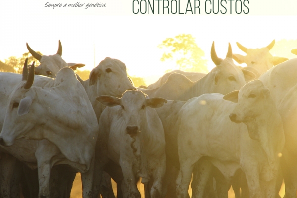 Muitos pecuaristas terão de mudar de atividade se não souberem controlar os custos