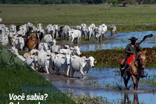 CALOR PODE CAUSAR INTOXICAÇÃO DO REBANHO