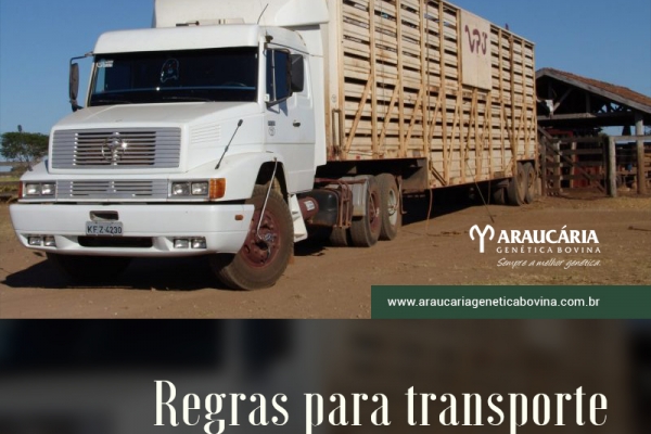 Mapa quer unificar regras para transporte terrestre de animais