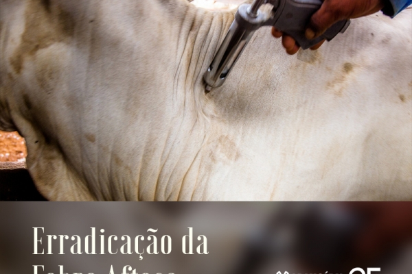 MAPA adia fim da vacinação contra aftosa