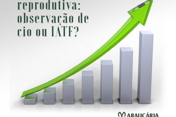 Observação de cio ou IATF? Conheça as estratégias