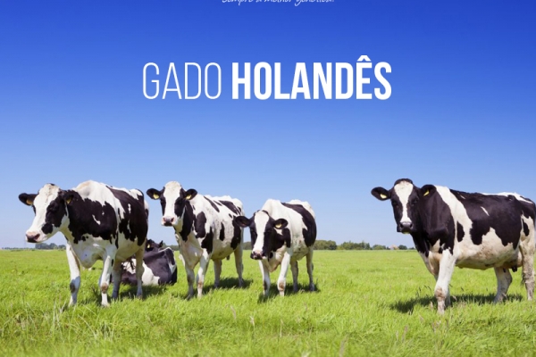 Gado Holandês