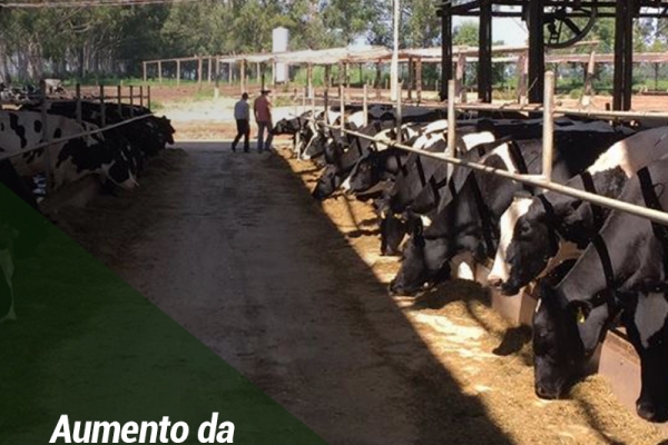 Dicas e cuidados com o manejo da alimentação visando o aumento da produção de leite - parte I de II