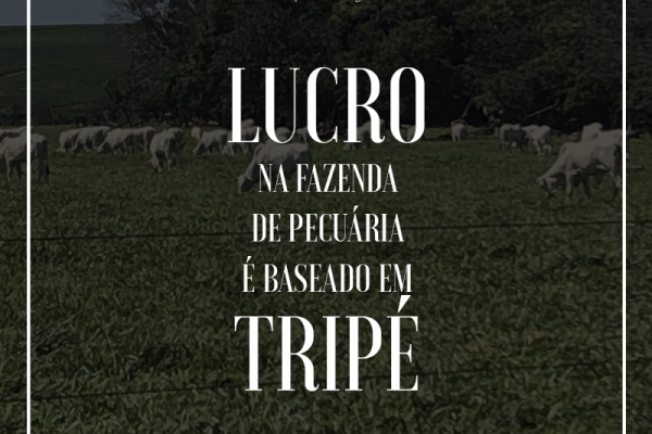 Lucro na fazenda de pecuária é baseado em tripé
