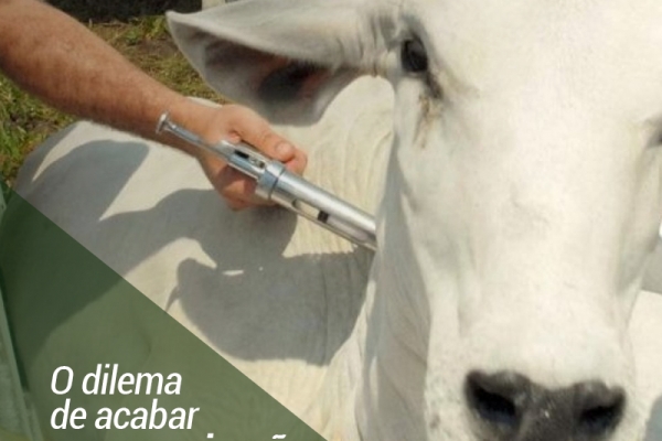 O dilema de acabar com a vacinação contra aftosa