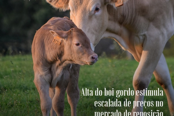  Alta do boi gordo estimula escalada de preços no mercado de reposição