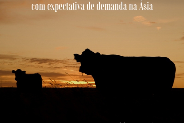 Preços de gado vivo nos EUA avançam com expectativa de demanda na Ásia