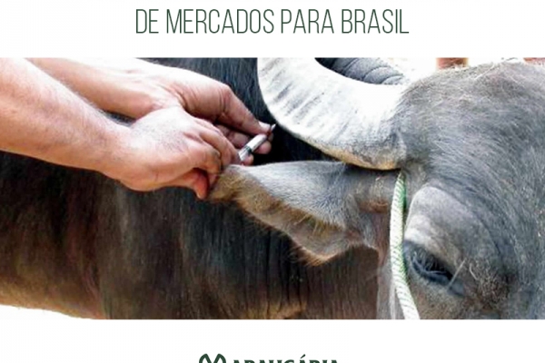 Suspensão de vacinação contra febre aftosa no PR abre perspectiva de mercados para Brasil, diz ministra