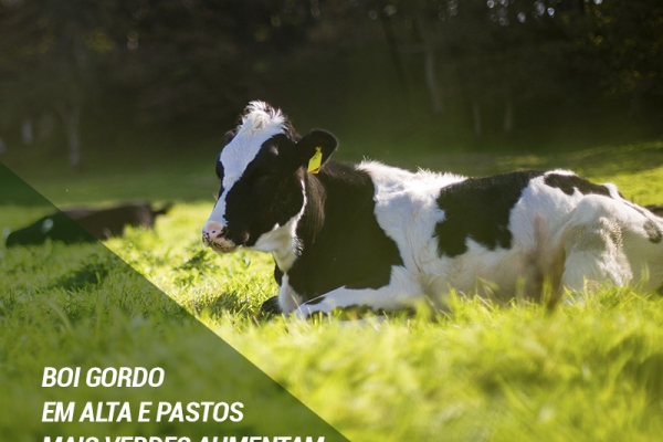 Boi gordo em alta e pastos mais verdes aumentam as buscas por bezerros