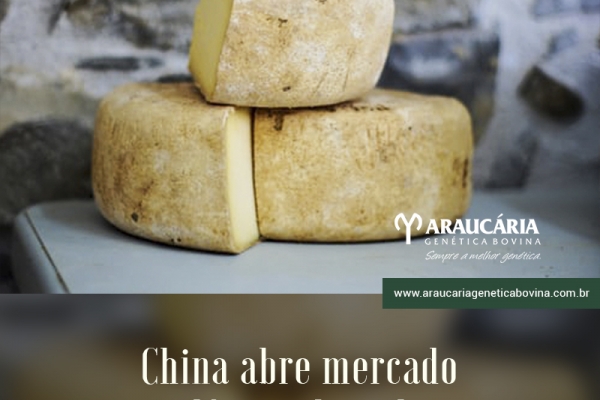 China abre mercado para lácteos brasileiros, anuncia Tereza Cristina