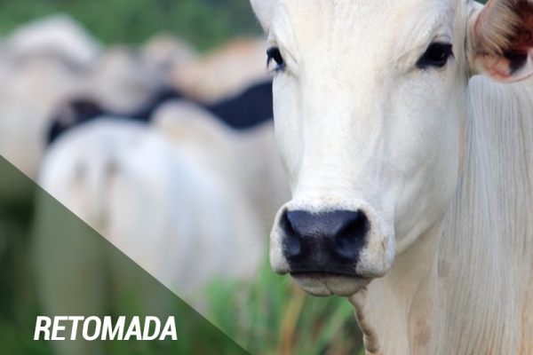 Escalas curtas em SP e retomada da demanda com fim de férias e carnaval devem elevar @ do boi