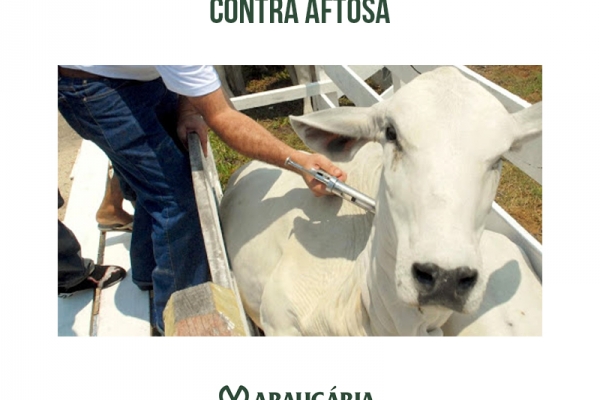 Vacinação do rebanho contra aftosa está mantida em maio e novembro, informa Governo Estadual