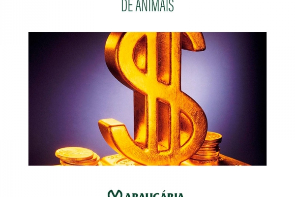 Oferta restrita de animais tem dado força aos preços na reposição em Mato Grosso do Sul