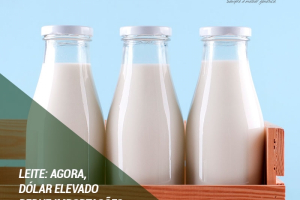 Leite: Agora, dólar elevado reduz importações