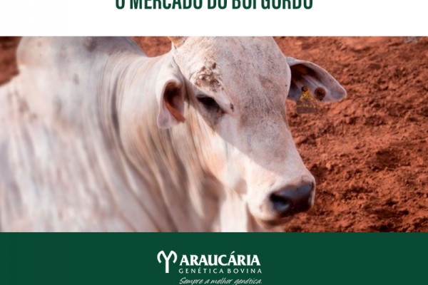 Cenário positivo para o mercado do boi gordo