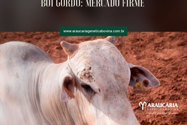  Boi gordo: mercado firme
