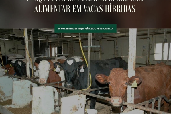 Pesquisa aponta maior eficiência alimentar em vacas híbridas