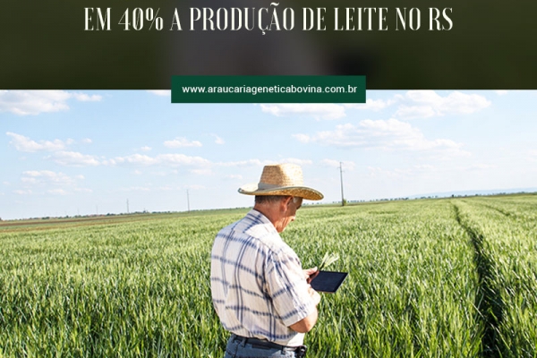 Planejamento forrageiro incrementa em 40% a produção de leite no RS