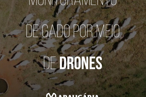 Estudo demonstra eficiência do monitoramento de gado por meio de drones