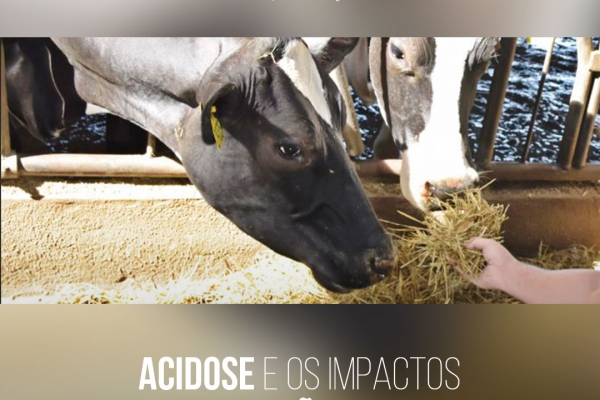 Acidose e os impactos na produção de leite