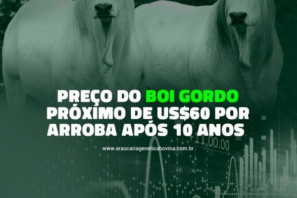  Preço do boi gordo em dólar próximo de US$60 por arroba após 10 anos