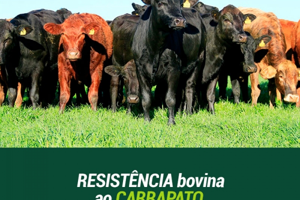 Brasil, Austrália e África do Sul unem dados genômicos sobre resistência bovina ao carrapato