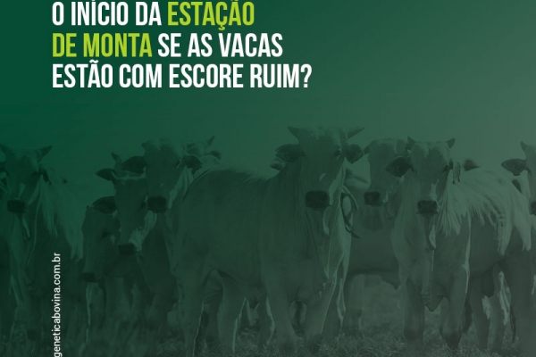 Vale a pena adiar o início da estação de monta se as vacas estão com escore corporal ruim? 