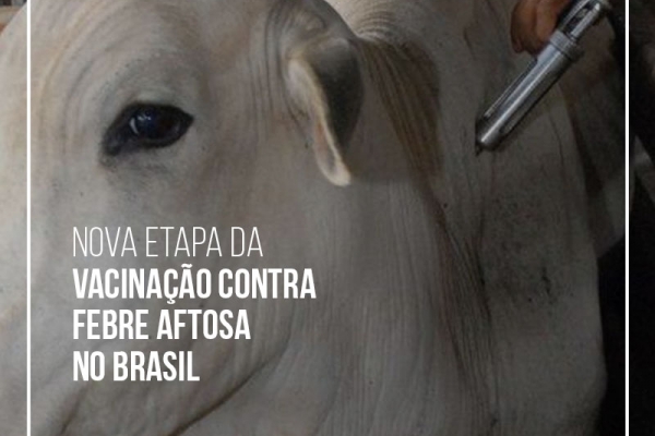 Começa nova etapa da vacinação contra febre aftosa no Brasil