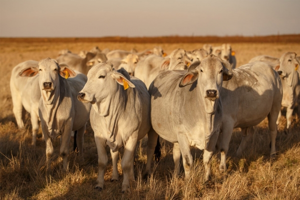 Aumento nas exportações de carne bovina brasileira