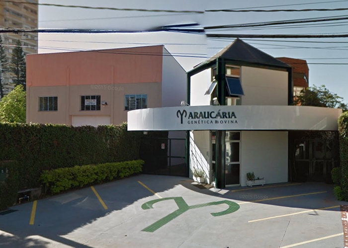 Araucária – Uma história de sucesso