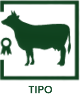 TIPO